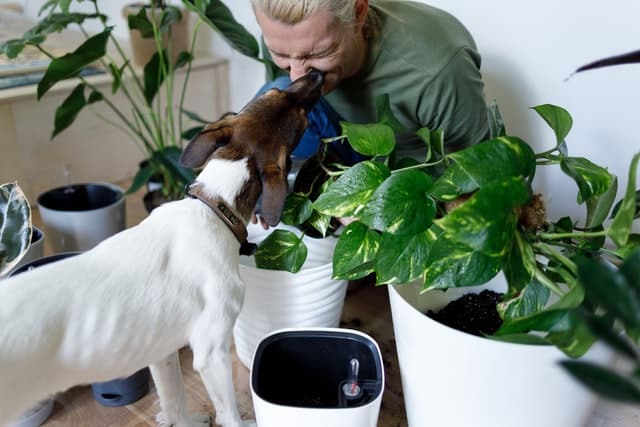 giftige planten honden