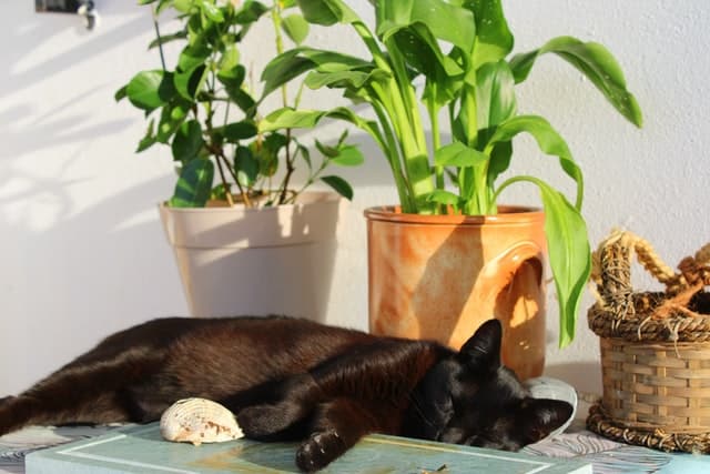 huisdieren veilige planten