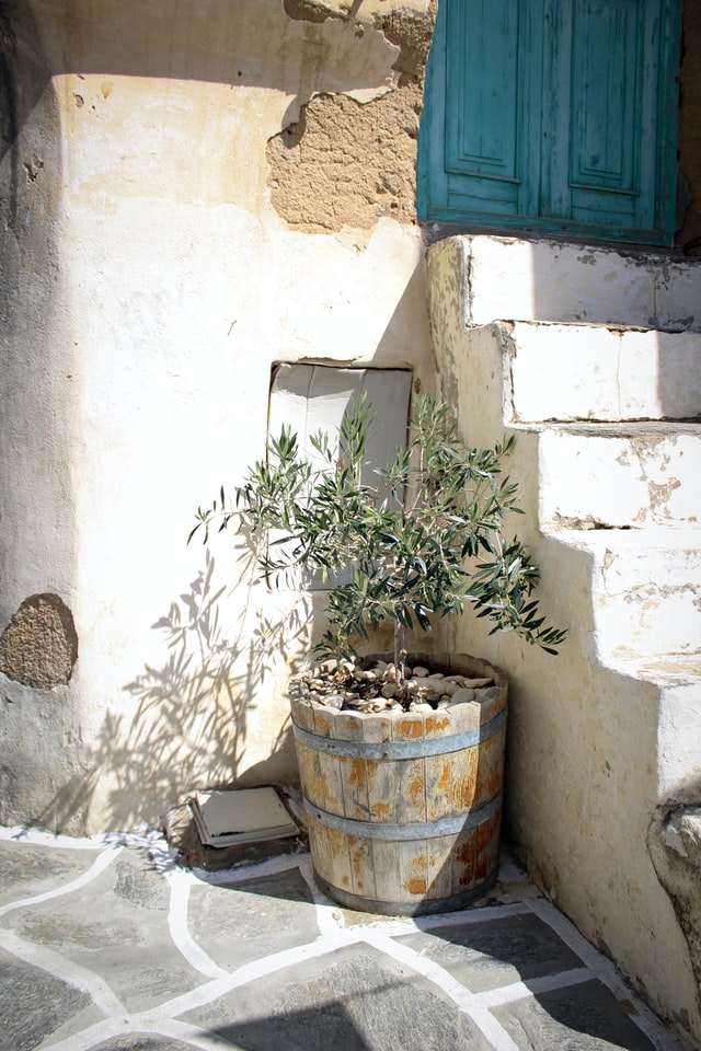 olijfboom verzorgen
