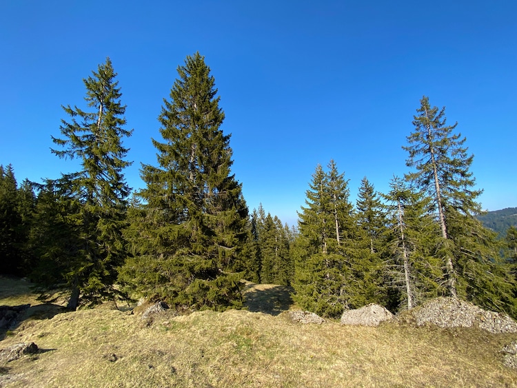 Black Hills Spruce