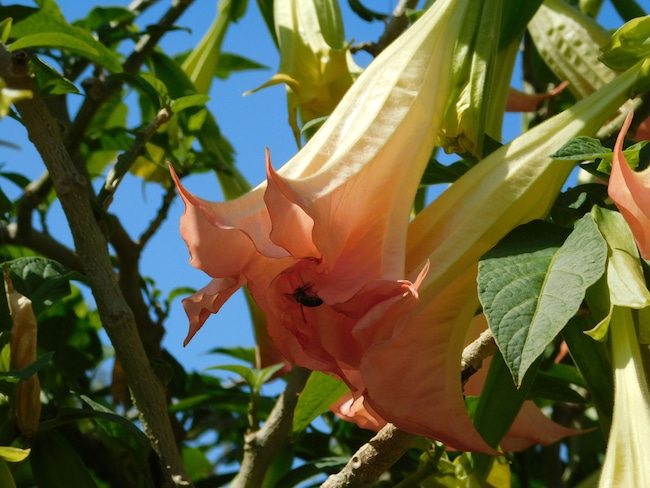 Brugmansia bijen