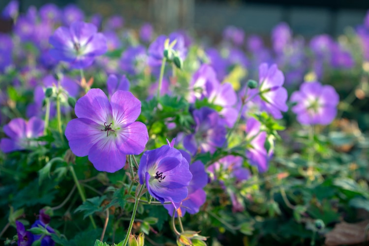 Geranium Rozanne