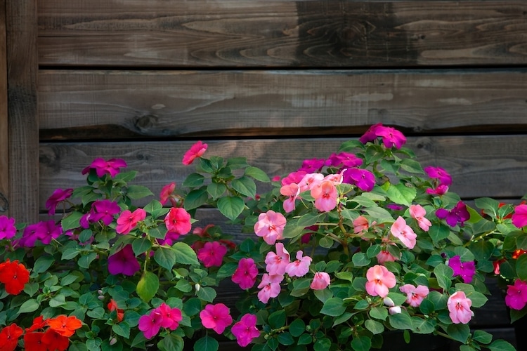 Impatiens