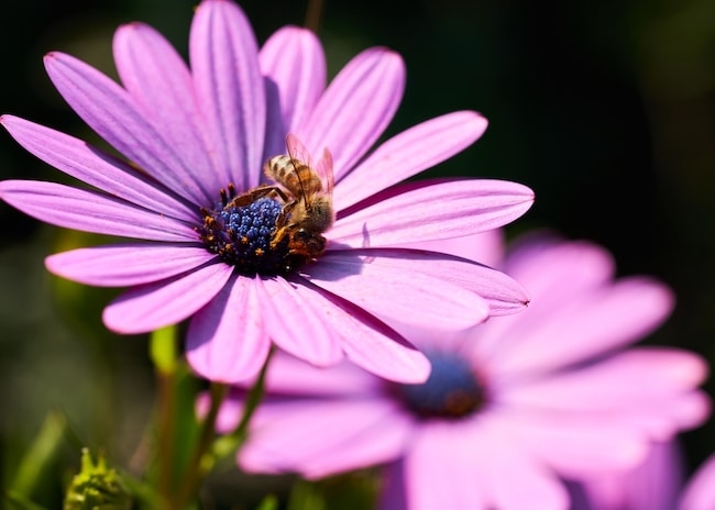 Kaapse margriet bijen
