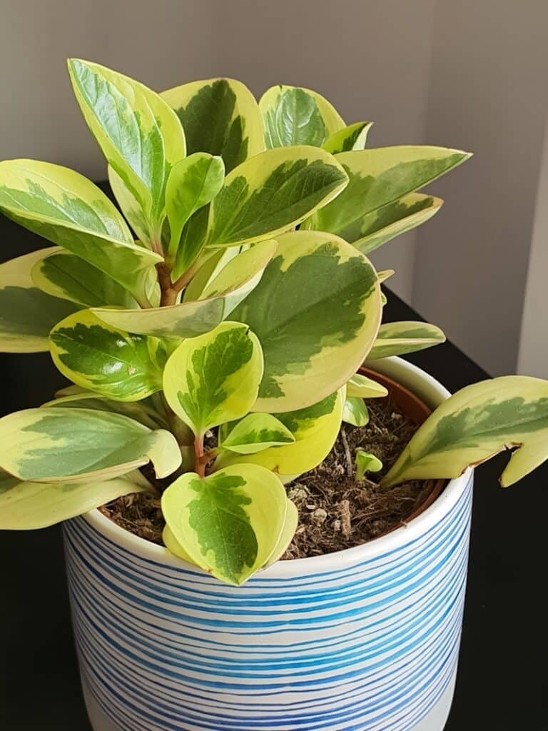 Peperomia Obtusfolia rubberplant