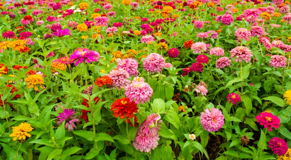 Zinnia Elegans