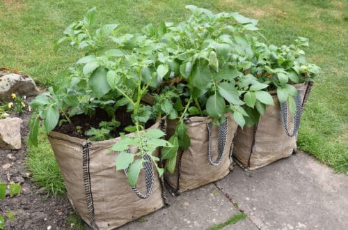 aardappelen in zakken kweken
