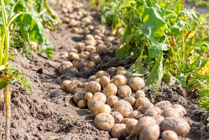 aardappelen kweken