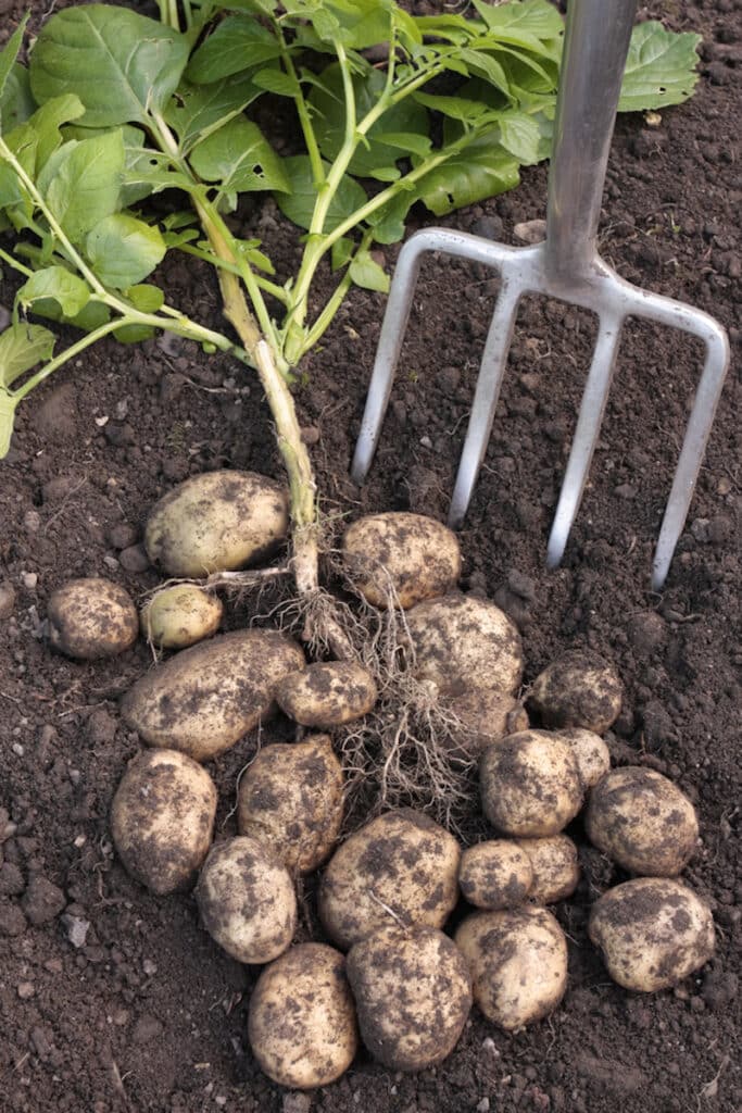 aardappelen rooien
