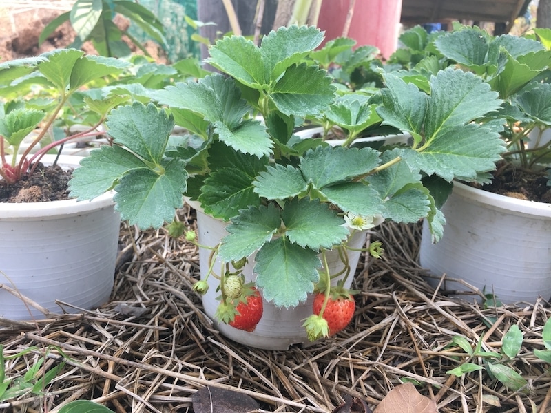 aardbeien in pot