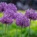 alliums verzorging