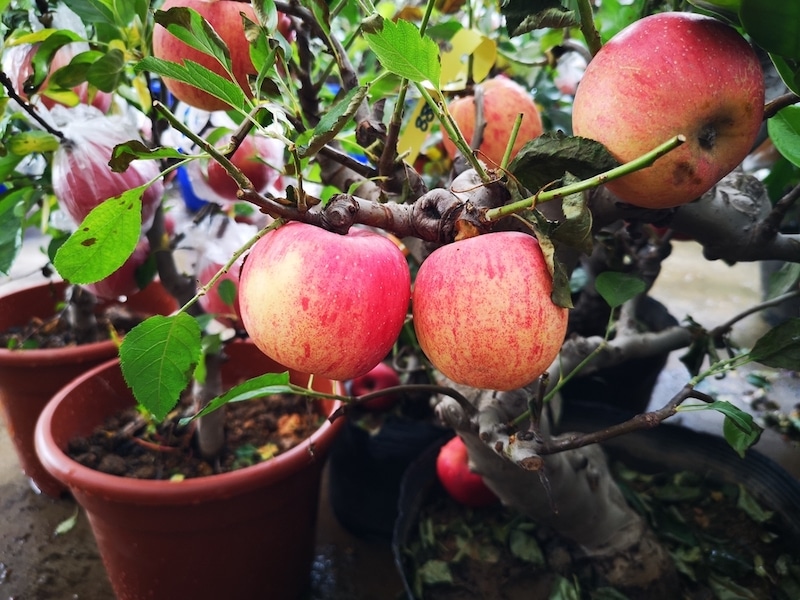 appelboom in pot