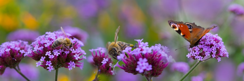 bijen aantrekken tuin
