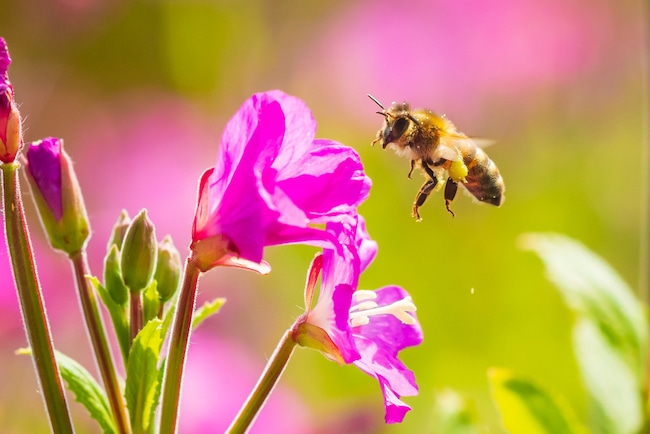 bijen bloemen