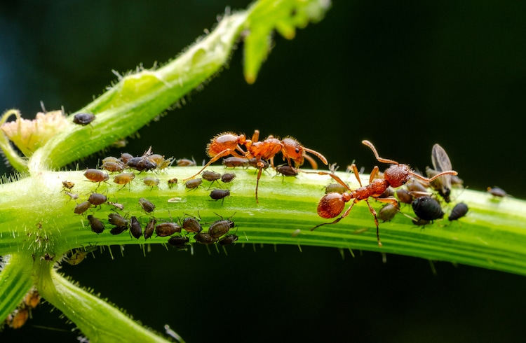 bladluizen mieren