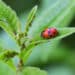 bladluizen natuurlijke manier verdelgen