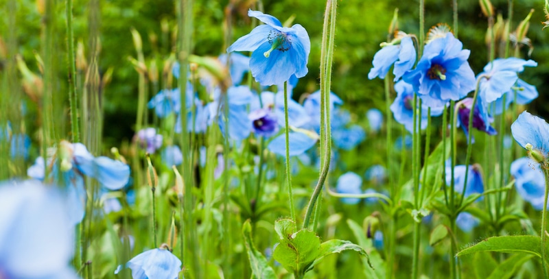 blauwe klaprozen kweken