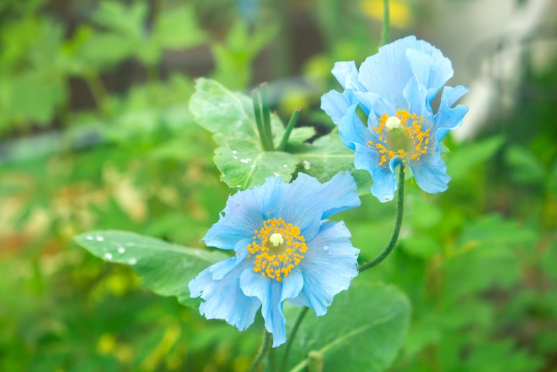 blauwe klaprozen laten bloeien tips