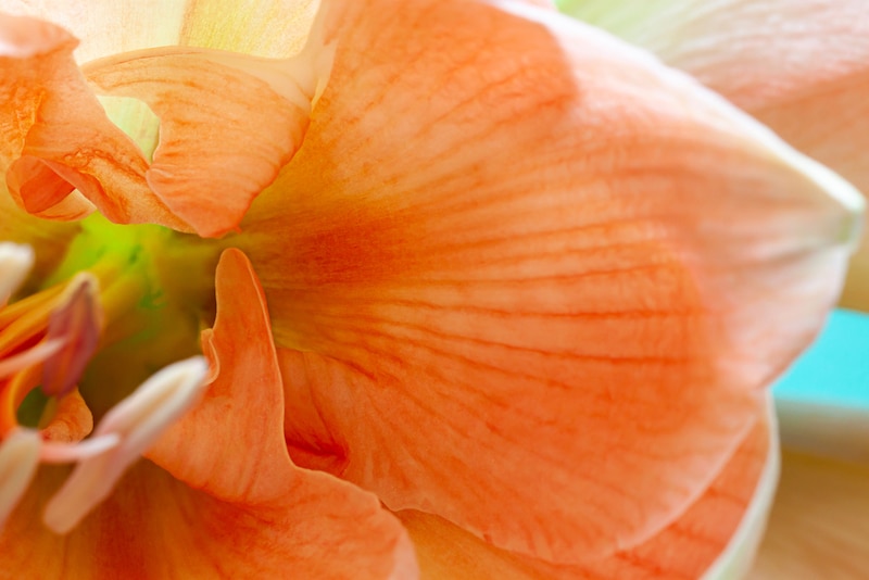 bloem amaryllis
