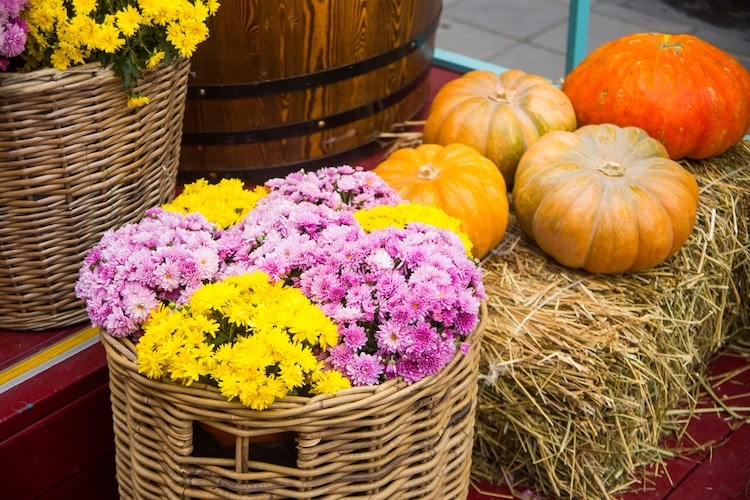 bloemen herfst