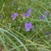 bloemen planten zandgrond