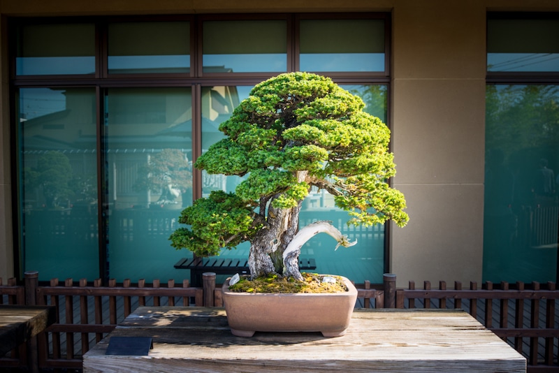 bomen bonsai