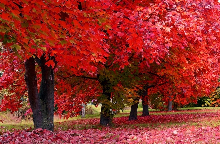 bomen rode bladeren