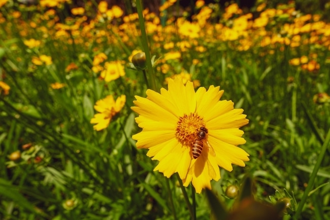 coreopsis bijen