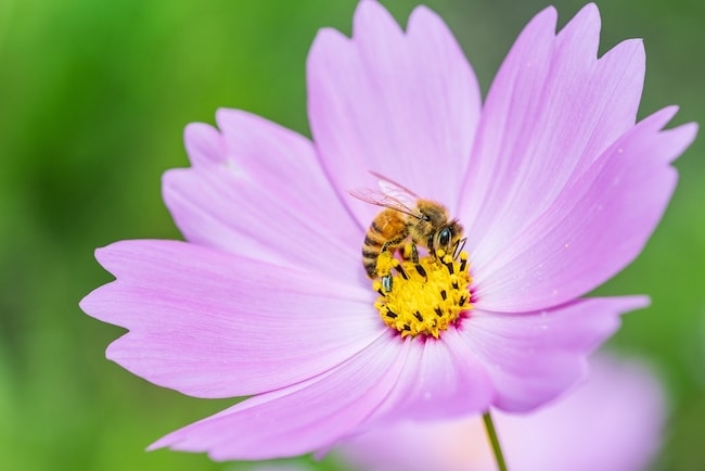 cosmos bijen