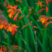 crocosmia zomerbollen