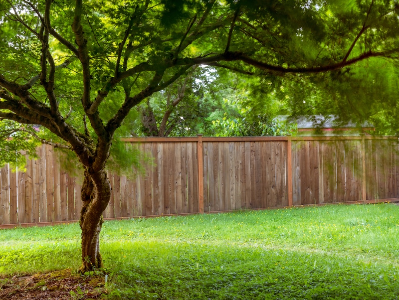 deze bomen groeien niet te hoog