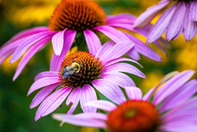 echinacea bijen