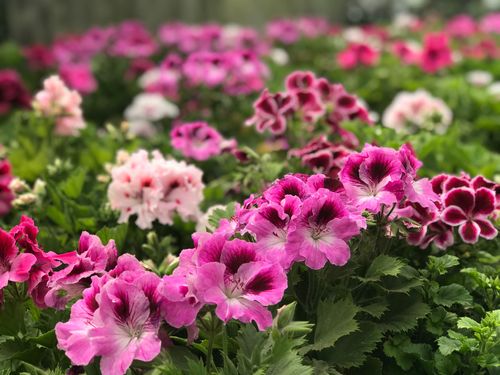 geranium tegen muggen