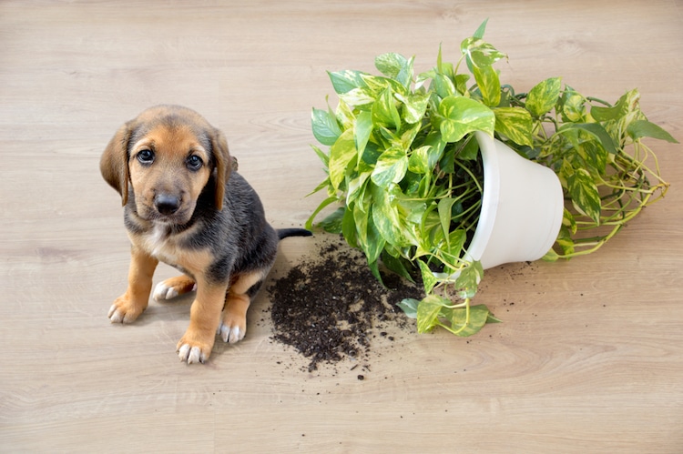 giftige planten voor honden