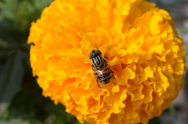 goudsbloemen bijen