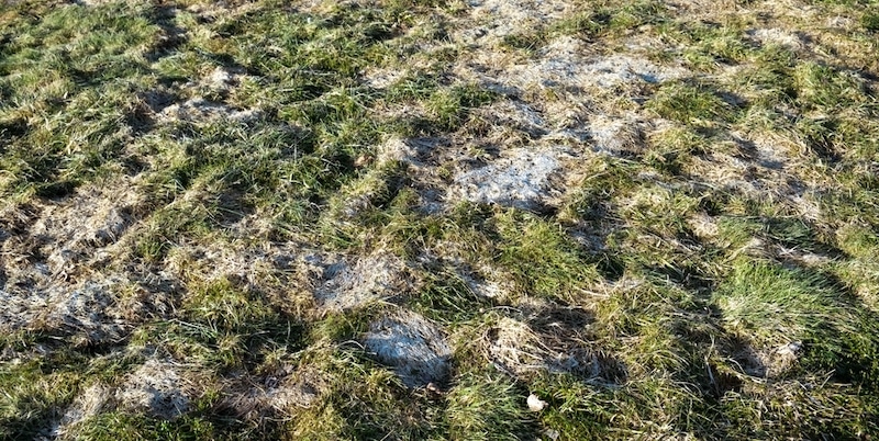 gras schimmel na sneeuw
