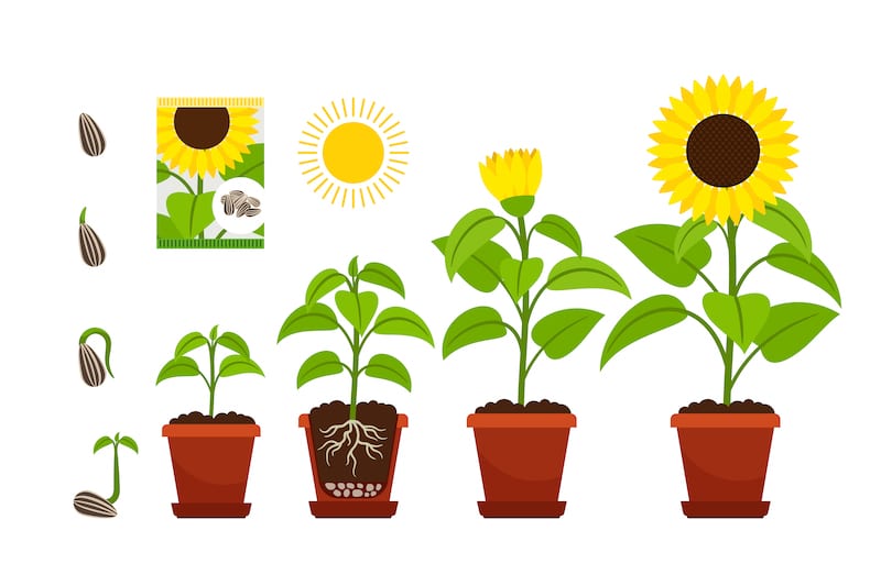 groei zonnebloemen