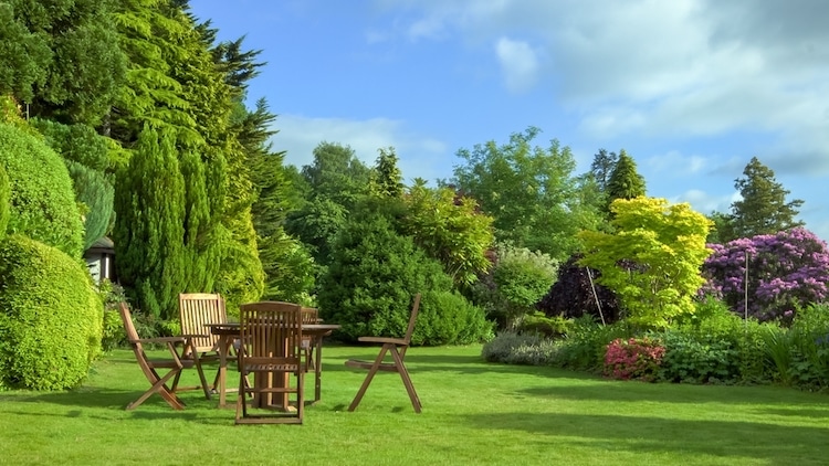 groenblijvende bomen in de tuin