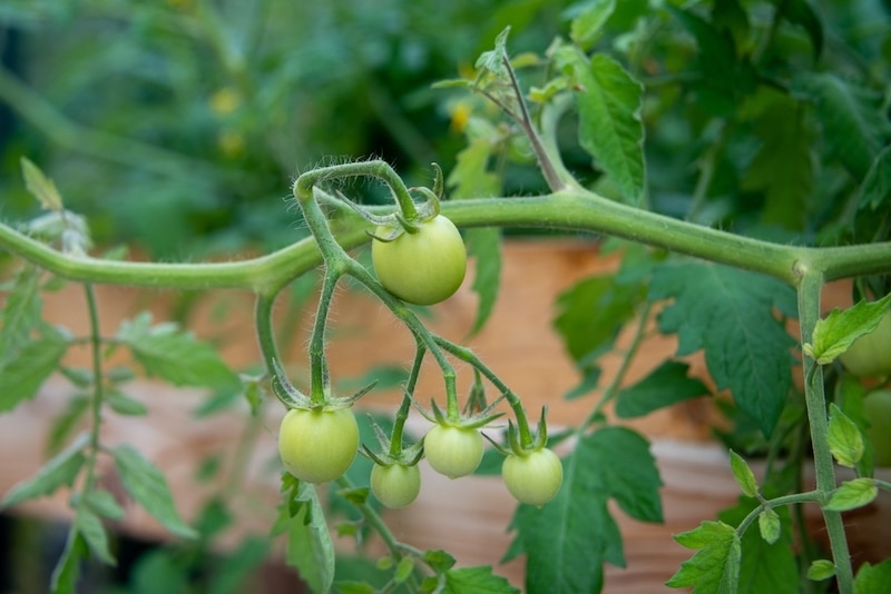 groene tomaten laten afrijpen