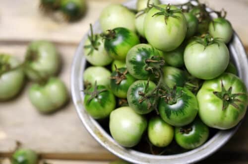 groene tomaten laten rijpen