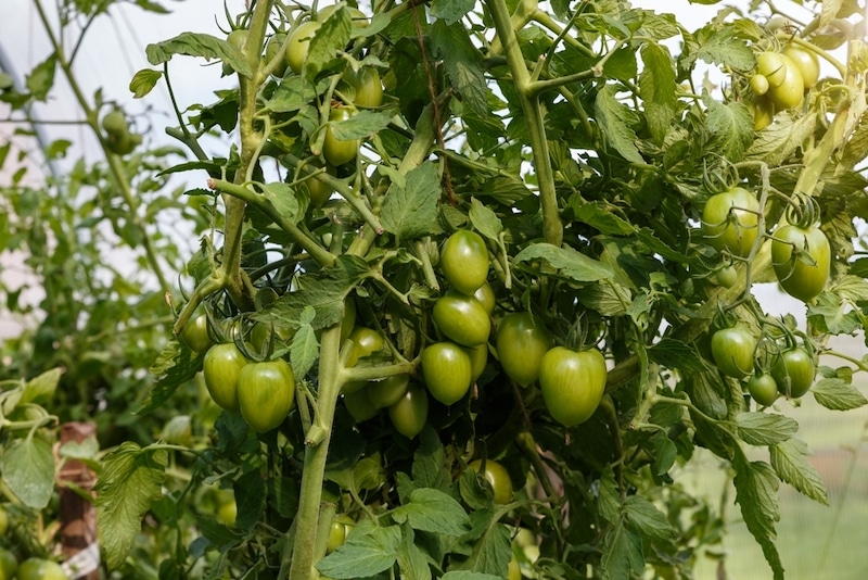 groene tomaten