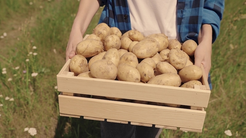hoe aardappelen bewaren