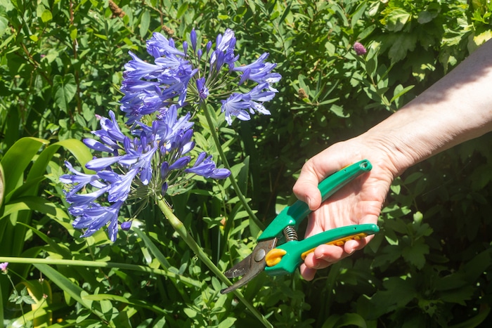 hoe agapanthus snoeien