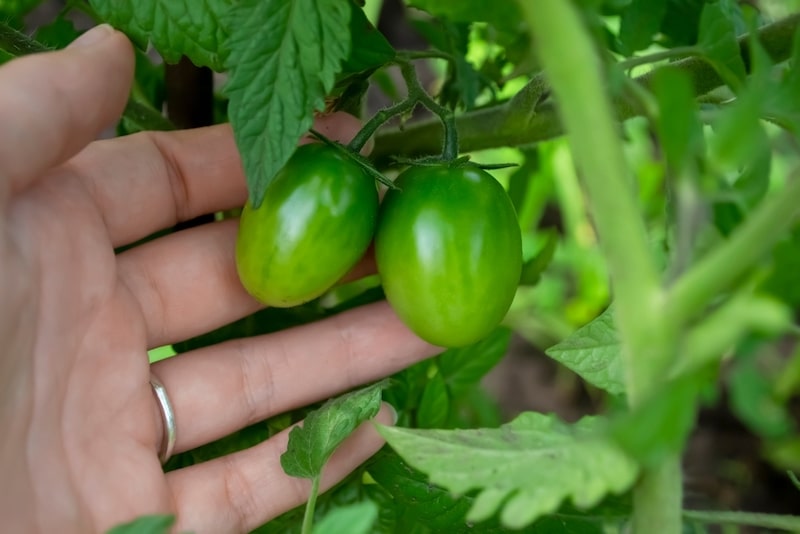 hoe groene tomaten rood laten worden