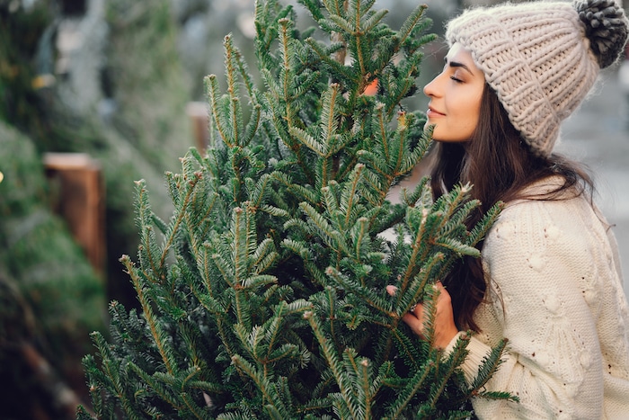 hoe kies je een kerstboom