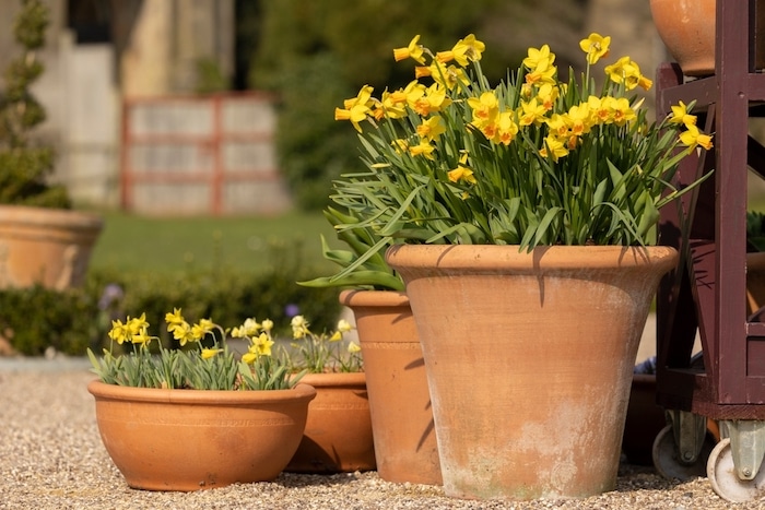 hoe kweek je narcissen