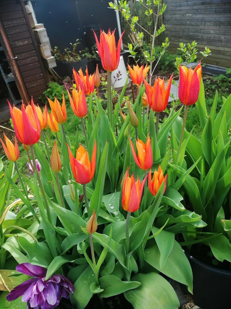 hoe tulpen in potten kweken