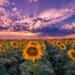 hoe zonnebloemen verzorgen