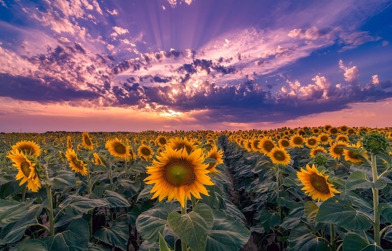 hoe zonnebloemen verzorgen