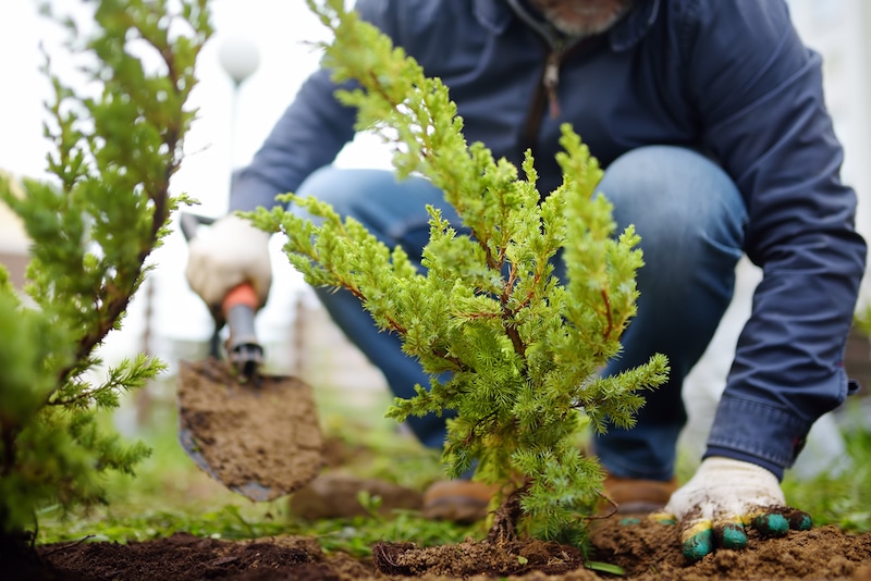 hoeveel planten per meter haag